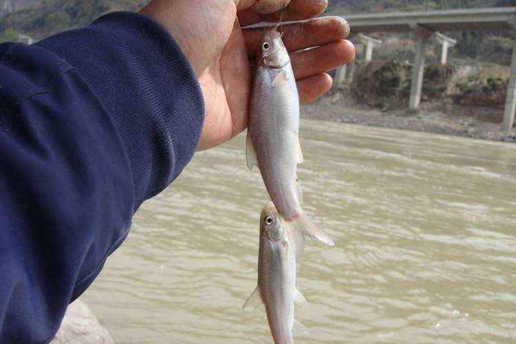 如何辨別甘南州龍魚的品種