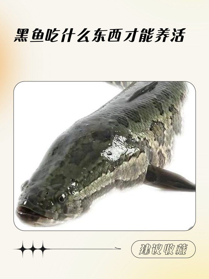 給我一些黑龍魚的飼養(yǎng)技巧，黑龍魚的飼養(yǎng)技巧