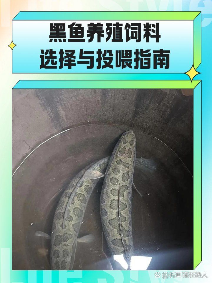 給我一些黑龍魚的飼養(yǎng)技巧，黑龍魚的飼養(yǎng)技巧