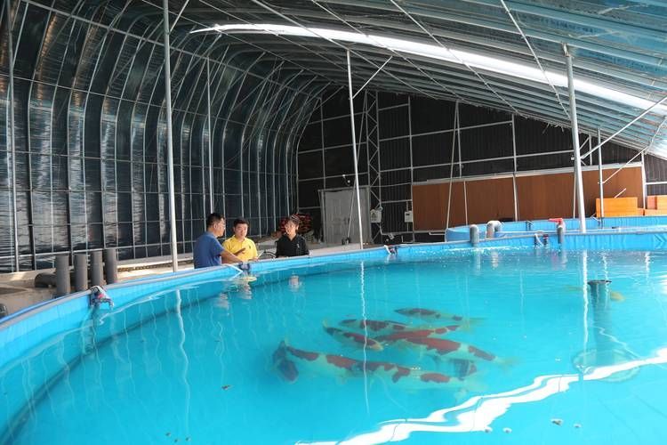 新野龍魚養殖成本大概是多少，新野龍魚養殖成本