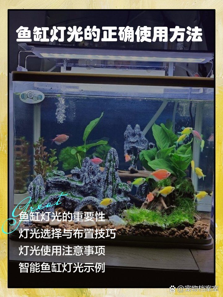 如何搭配龍魚缸背景色與燈光，寵物檔案室，龍魚背景色與燈光