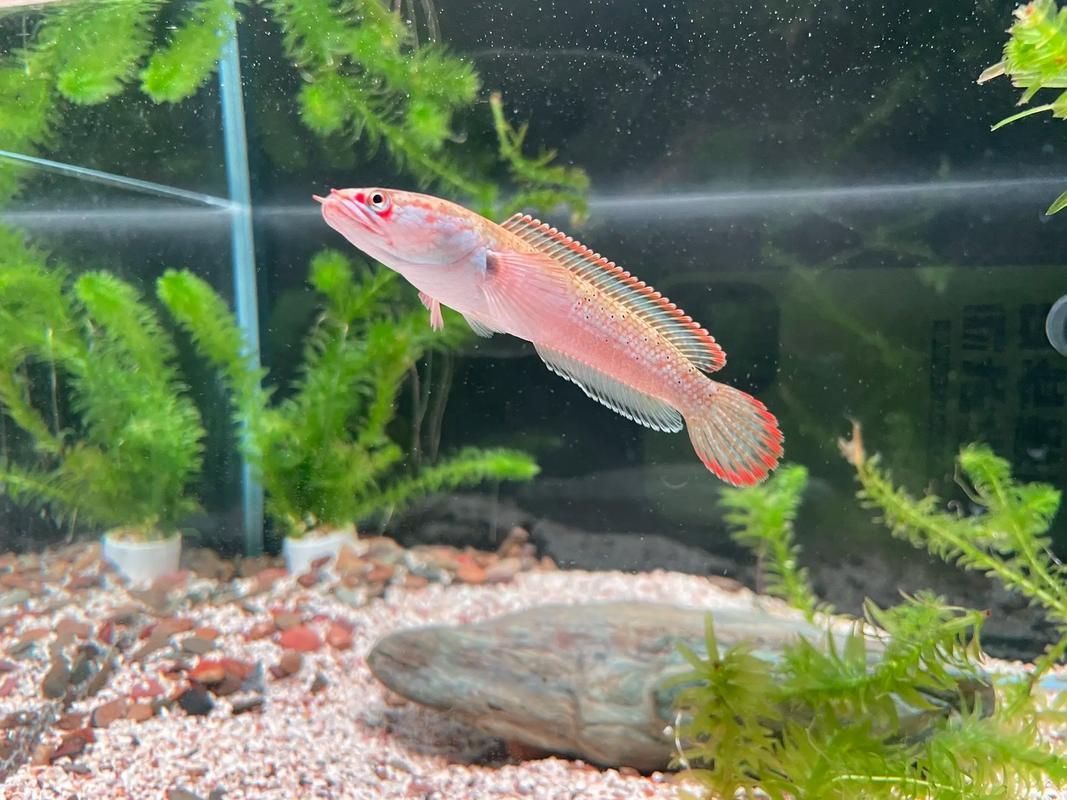 能否提供一張雷州龍魚的圖片，如何區(qū)分不同種類的雷州龍魚？