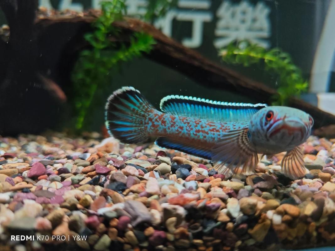 能否提供一張雷州龍魚的圖片，如何區(qū)分不同種類的雷州龍魚？