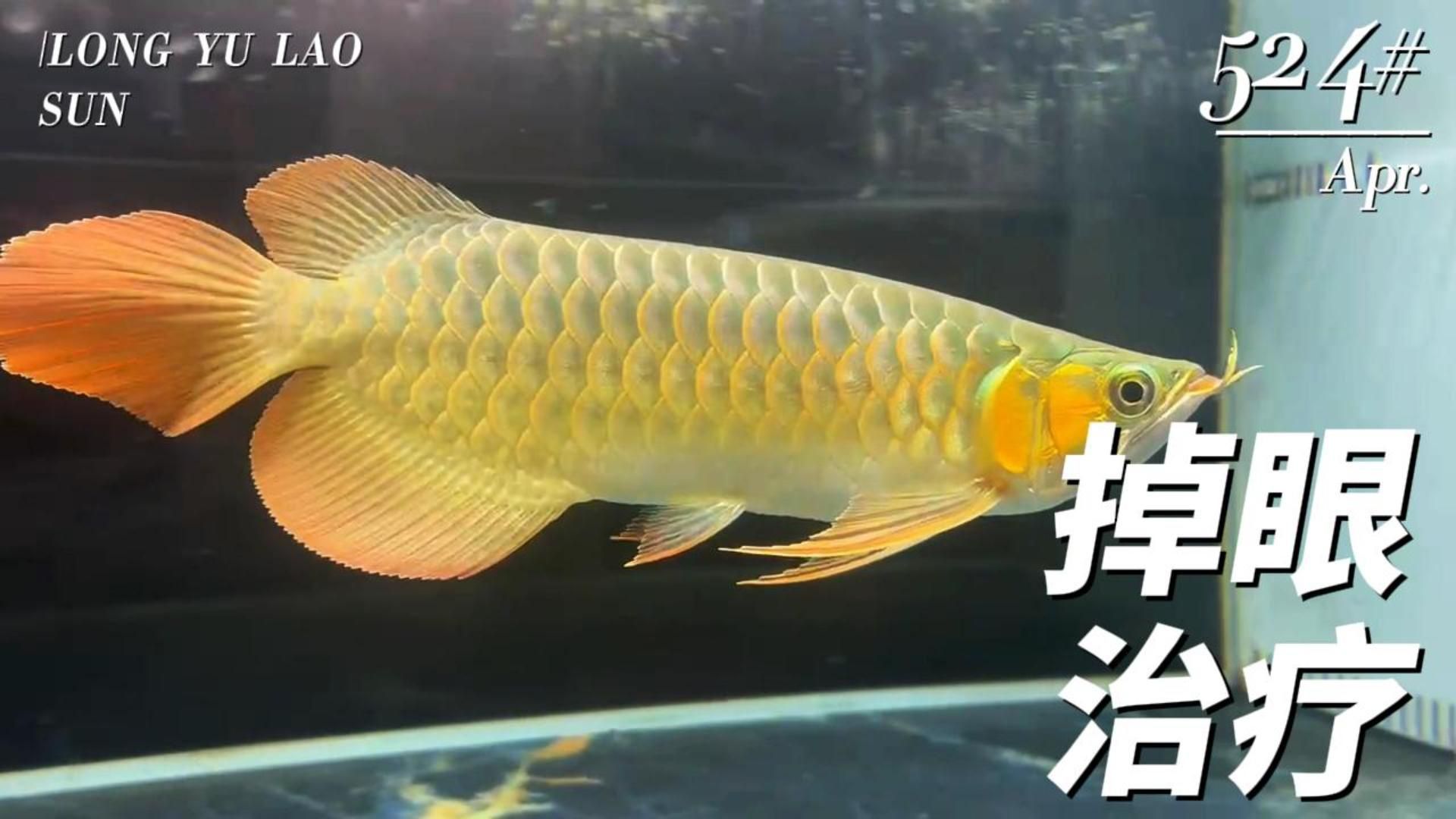 掉眼和兜嘴對龍魚有何影響，掉眼和兜嘴對龍魚的影響 掉眼和兜嘴對龍魚有何影響，掉眼和兜嘴對龍魚的影響 龍魚百科 第2張