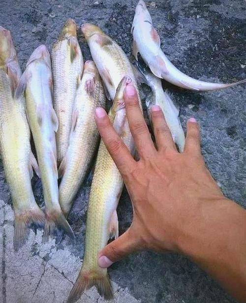 銅官龍魚有哪些獨(dú)特特征，“銅官龍魚”并非標(biāo)準(zhǔn)學(xué)名并非標(biāo)準(zhǔn)學(xué)名，也非標(biāo)準(zhǔn)學(xué)名