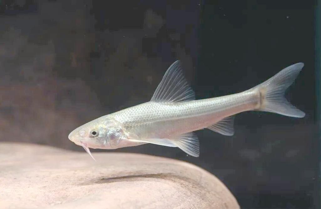 銅官龍魚有哪些獨(dú)特特征，“銅官龍魚”并非標(biāo)準(zhǔn)學(xué)名并非標(biāo)準(zhǔn)學(xué)名，也非標(biāo)準(zhǔn)學(xué)名