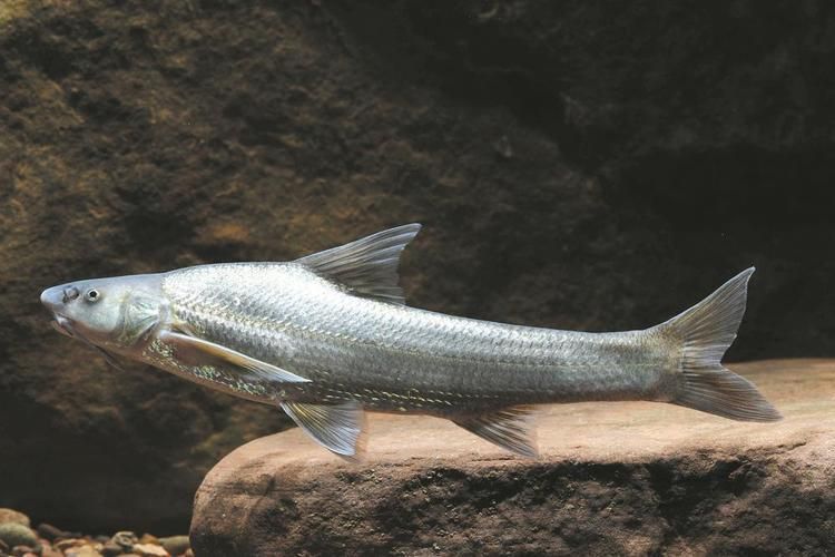 銅官龍魚有哪些獨(dú)特特征，“銅官龍魚”并非標(biāo)準(zhǔn)學(xué)名并非標(biāo)準(zhǔn)學(xué)名，也非標(biāo)準(zhǔn)學(xué)名