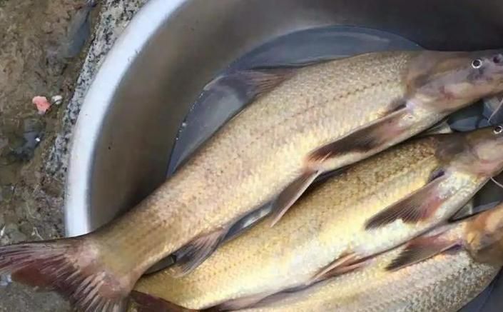 紅龍魚多久吃一次蔬菜合適，紅龍魚喂食周期表