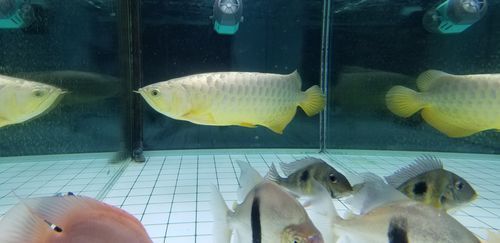 給我一些辨別立達龍魚真偽的圖片，如何辨別立達龍魚的真偽