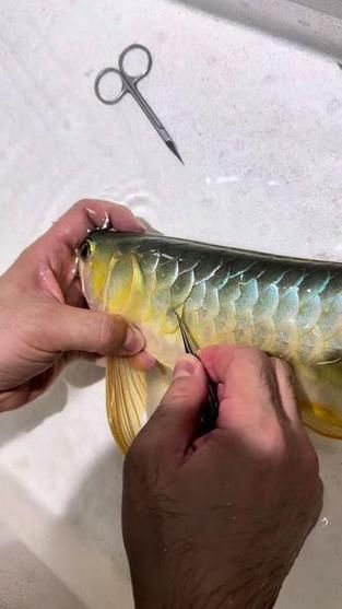 卡宴紅龍和緋玉紅龍哪個更好 卡宴紅龍和緋玉紅龍哪個更好 龍魚百科 第2張