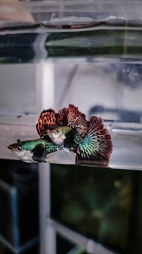 如何辨別寧國龍魚的品質，如何辨別寧國龍魚