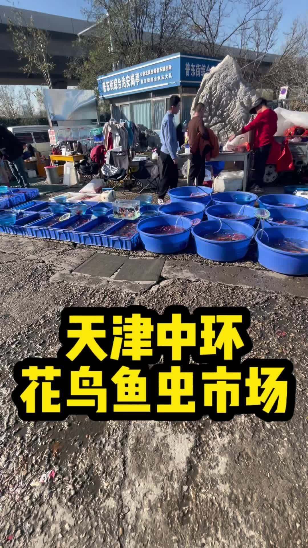 如何在天津購買到正宗的龍魚，天津購買到正宗的龍魚需要了解一些關鍵信息和注意事項 如何在天津購買到正宗的龍魚，天津購買到正宗的龍魚需要了解一些關鍵信息和注意事項 龍魚百科 第1張