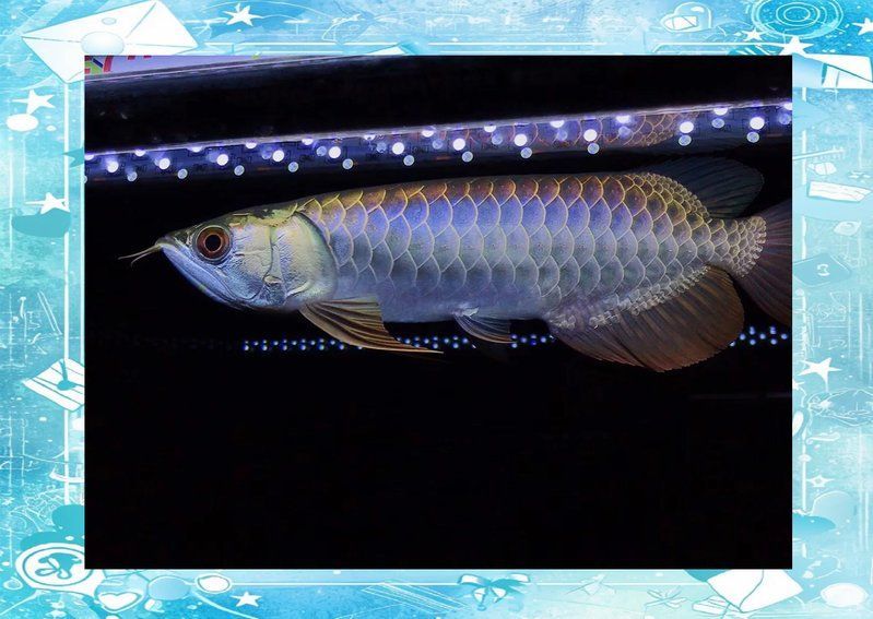 哪種方法對(duì)防止龍魚掉眼最見效，如何防止龍魚掉眼 哪種方法對(duì)防止龍魚掉眼最見效，如何防止龍魚掉眼 龍魚百科 第1張