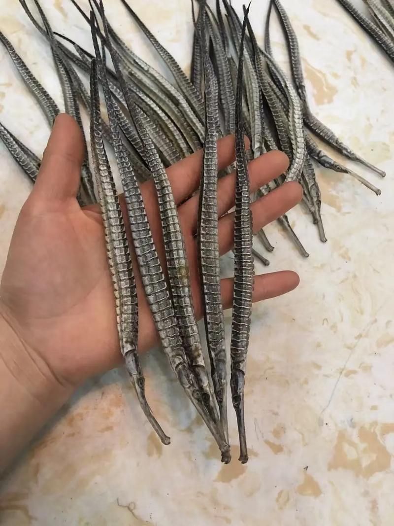 給我一些海龍魚和海馬的圖片，海龍魚和海馬有哪些常見種類對比表，海龍魚和海馬有哪些區別 給我一些海龍魚和海馬的圖片，海龍魚和海馬有哪些常見種類對比表，海龍魚和海馬有哪些區別 龍魚百科 第1張