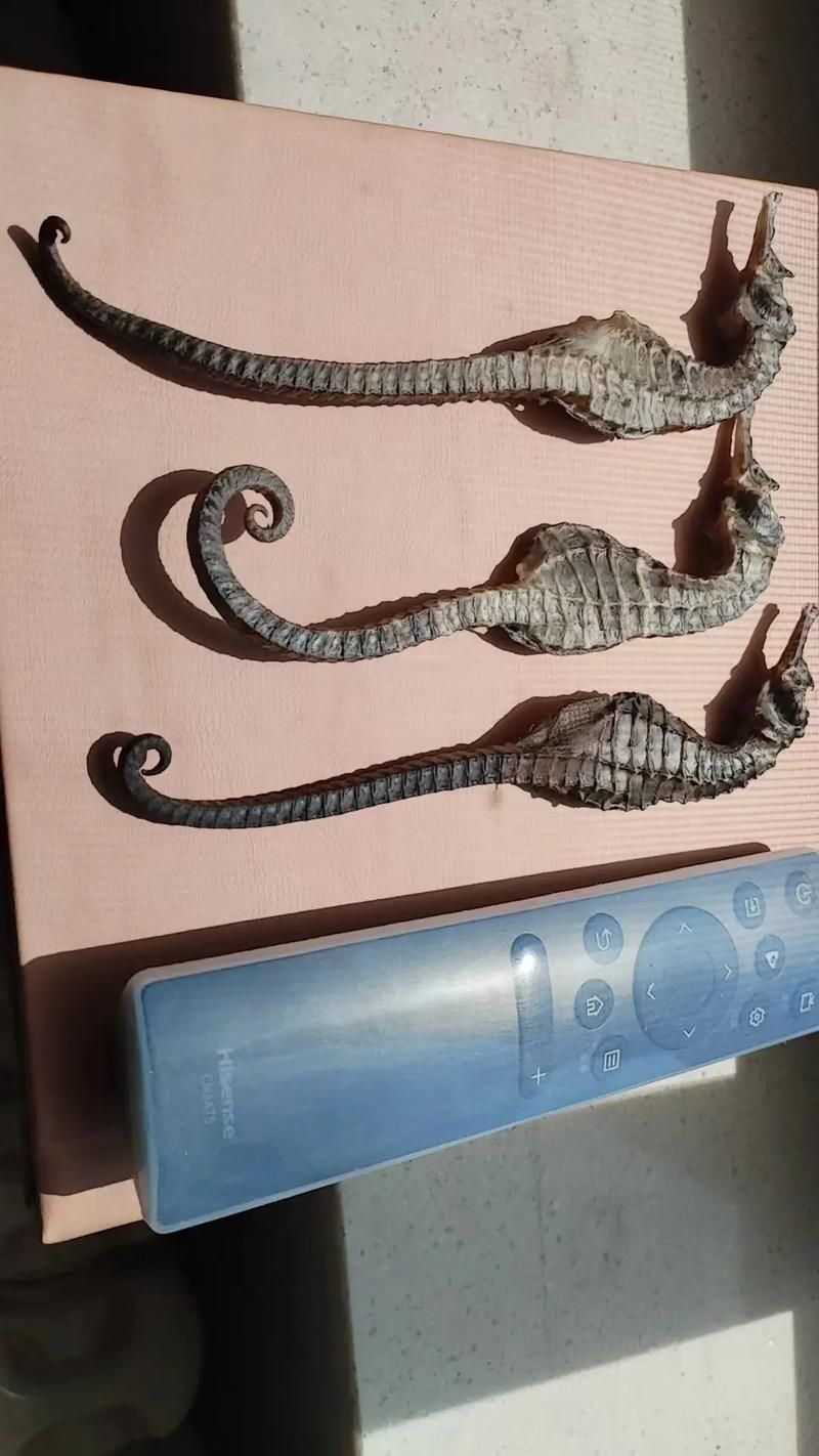 給我一些海龍魚和海馬的圖片，海龍魚和海馬有哪些常見種類對比表，海龍魚和海馬有哪些區別 給我一些海龍魚和海馬的圖片，海龍魚和海馬有哪些常見種類對比表，海龍魚和海馬有哪些區別 龍魚百科 第18張