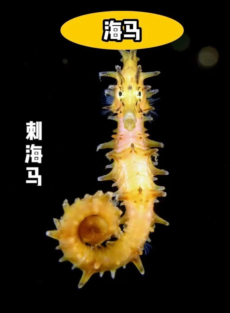 給我一些海龍魚和海馬的圖片，海龍魚和海馬有哪些常見種類對比表，海龍魚和海馬有哪些區別 給我一些海龍魚和海馬的圖片，海龍魚和海馬有哪些常見種類對比表，海龍魚和海馬有哪些區別 龍魚百科 第13張