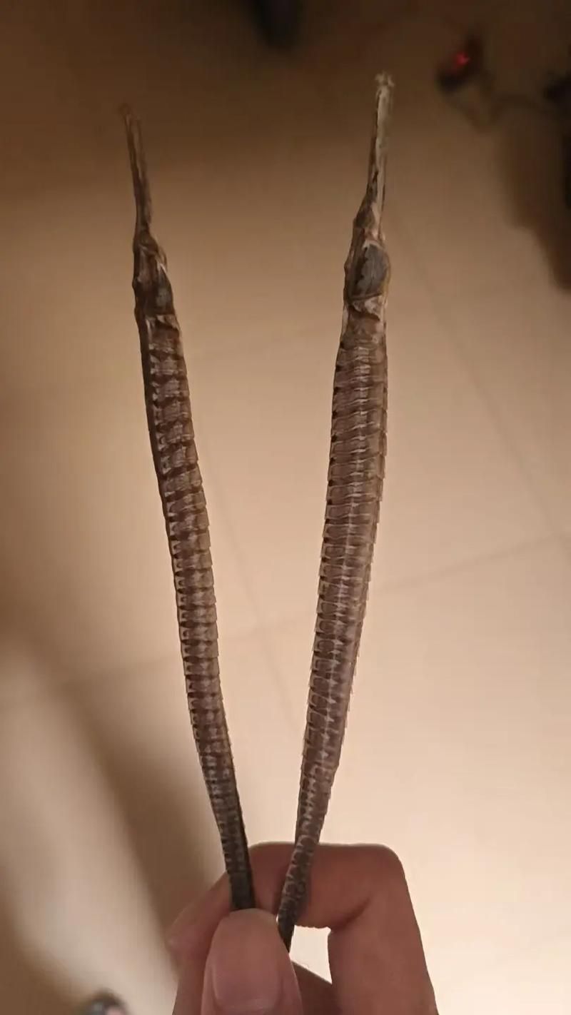 給我一些海龍魚和海馬的圖片，海龍魚和海馬有哪些常見種類對比表，海龍魚和海馬有哪些區別 給我一些海龍魚和海馬的圖片，海龍魚和海馬有哪些常見種類對比表，海龍魚和海馬有哪些區別 龍魚百科 第6張