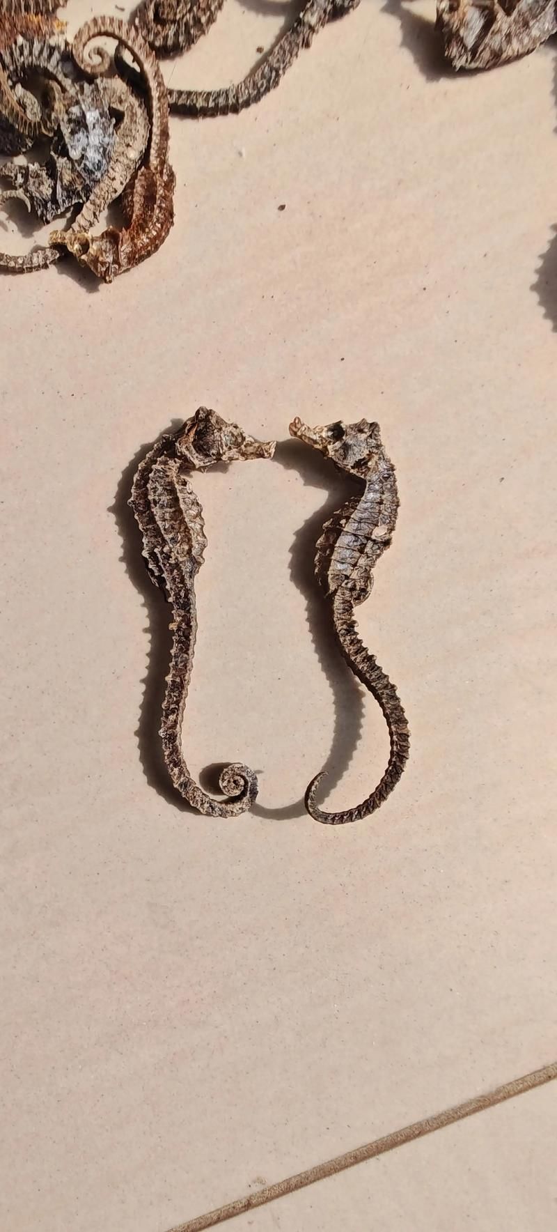 給我一些海龍魚和海馬的圖片，海龍魚和海馬有哪些常見種類對比表，海龍魚和海馬有哪些區別 給我一些海龍魚和海馬的圖片，海龍魚和海馬有哪些常見種類對比表，海龍魚和海馬有哪些區別 龍魚百科 第8張