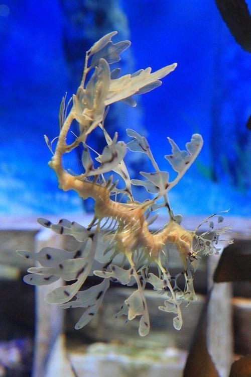 給我一些海龍魚和海馬的圖片，海龍魚和海馬有哪些常見種類對比表，海龍魚和海馬有哪些區別 給我一些海龍魚和海馬的圖片，海龍魚和海馬有哪些常見種類對比表，海龍魚和海馬有哪些區別 龍魚百科 第4張