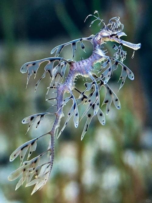 給我一些海龍魚和海馬的圖片，海龍魚和海馬有哪些常見種類對比表，海龍魚和海馬有哪些區別 給我一些海龍魚和海馬的圖片，海龍魚和海馬有哪些常見種類對比表，海龍魚和海馬有哪些區別 龍魚百科 第21張