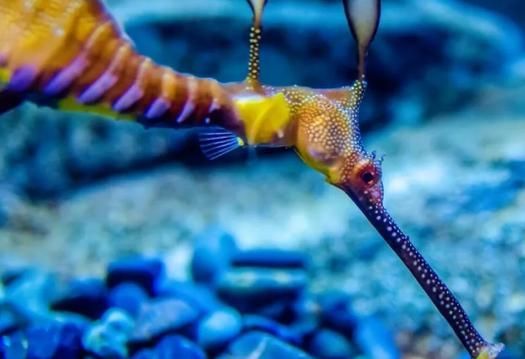 給我一些海龍魚和海馬的圖片，海龍魚和海馬有哪些常見種類對比表，海龍魚和海馬有哪些區別 給我一些海龍魚和海馬的圖片，海龍魚和海馬有哪些常見種類對比表，海龍魚和海馬有哪些區別 龍魚百科 第5張