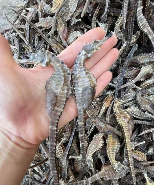 給我一些海龍魚和海馬的圖片，海龍魚和海馬有哪些常見種類對比表，海龍魚和海馬有哪些區別 給我一些海龍魚和海馬的圖片，海龍魚和海馬有哪些常見種類對比表，海龍魚和海馬有哪些區別 龍魚百科 第24張