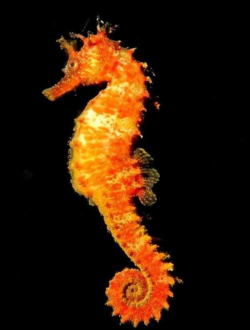 給我一些海龍魚和海馬的圖片，海龍魚和海馬有哪些常見種類對比表，海龍魚和海馬有哪些區別 給我一些海龍魚和海馬的圖片，海龍魚和海馬有哪些常見種類對比表，海龍魚和海馬有哪些區別 龍魚百科 第23張