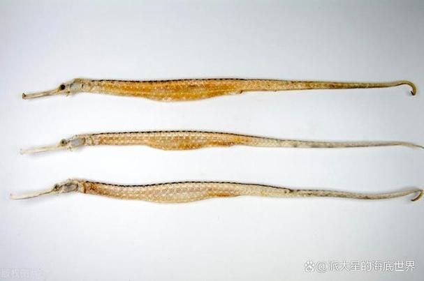 給我一些海龍魚和海馬的圖片，海龍魚和海馬有哪些常見種類對比表，海龍魚和海馬有哪些區別 給我一些海龍魚和海馬的圖片，海龍魚和海馬有哪些常見種類對比表，海龍魚和海馬有哪些區別 龍魚百科 第16張