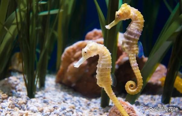 給我一些海龍魚和海馬的圖片，海龍魚和海馬有哪些常見種類對比表，海龍魚和海馬有哪些區別 給我一些海龍魚和海馬的圖片，海龍魚和海馬有哪些常見種類對比表，海龍魚和海馬有哪些區別 龍魚百科 第10張