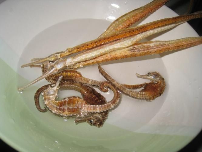 給我一些海龍魚和海馬的圖片，海龍魚和海馬有哪些常見種類對比表，海龍魚和海馬有哪些區別 給我一些海龍魚和海馬的圖片，海龍魚和海馬有哪些常見種類對比表，海龍魚和海馬有哪些區別 龍魚百科 第17張