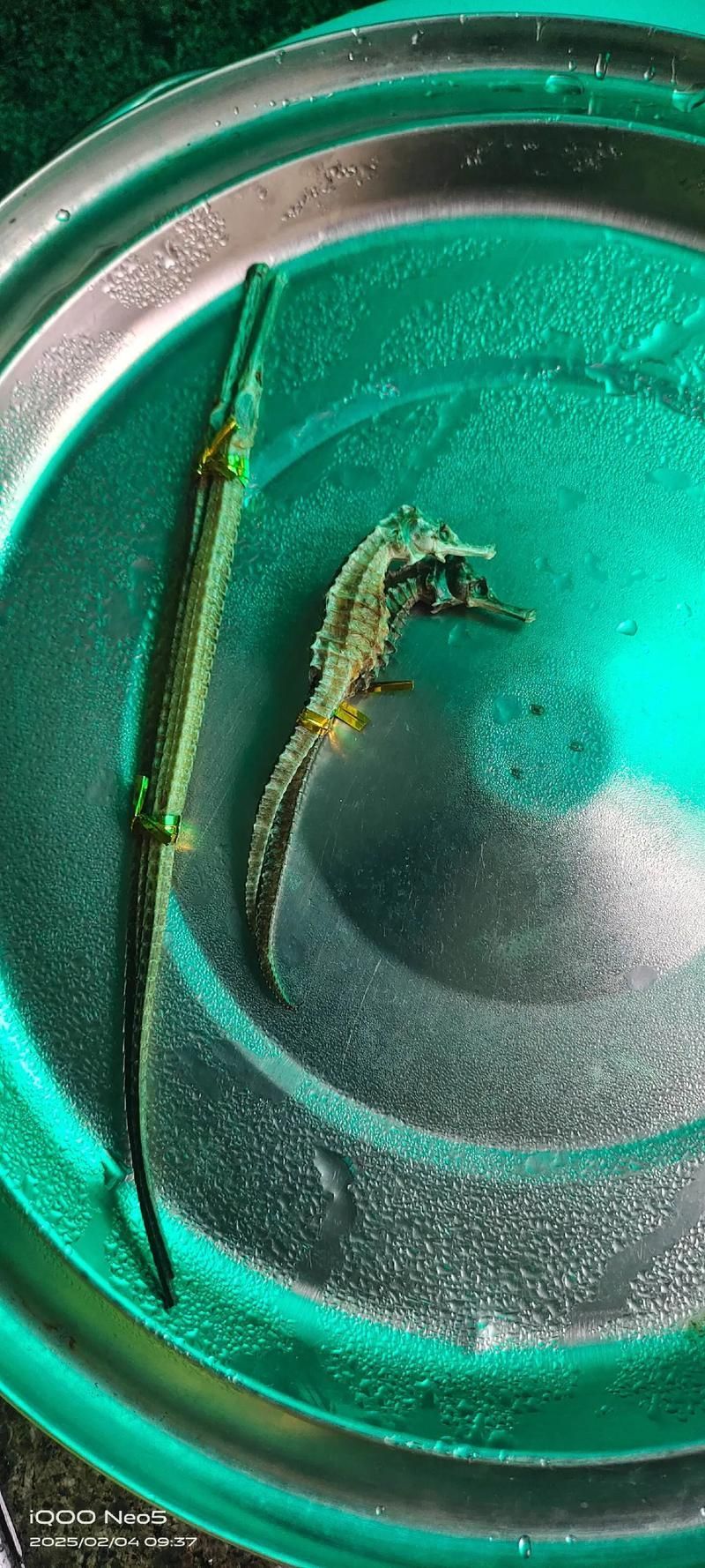 給我一些海龍魚和海馬的圖片，海龍魚和海馬有哪些常見種類對比表，海龍魚和海馬有哪些區別 給我一些海龍魚和海馬的圖片，海龍魚和海馬有哪些常見種類對比表，海龍魚和海馬有哪些區別 龍魚百科 第11張