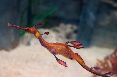 給我一些海龍魚和海馬的圖片，海龍魚和海馬有哪些常見種類對比表，海龍魚和海馬有哪些區別 給我一些海龍魚和海馬的圖片，海龍魚和海馬有哪些常見種類對比表，海龍魚和海馬有哪些區別 龍魚百科 第9張