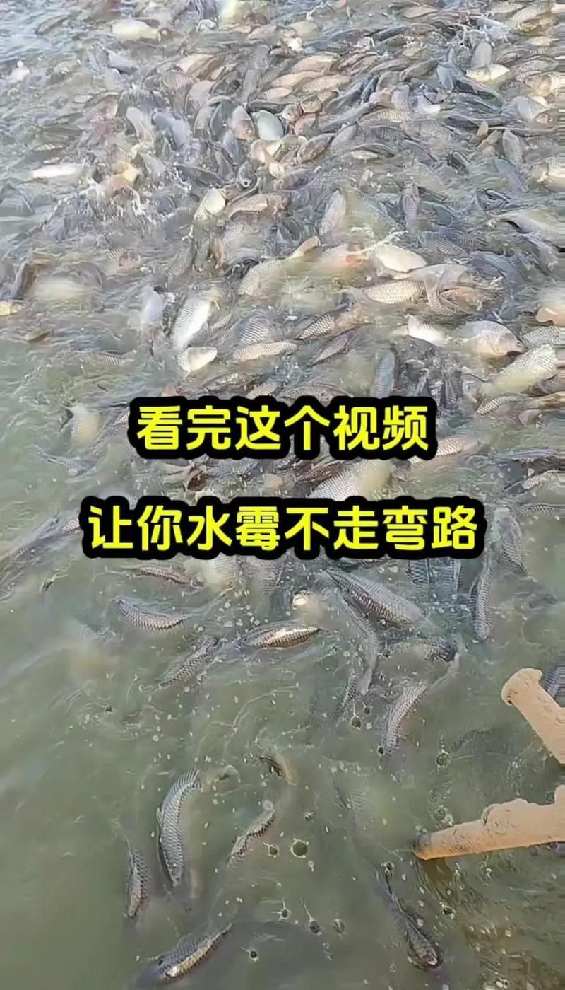 如何改善水質以預防水霉病，如何預防水霉病