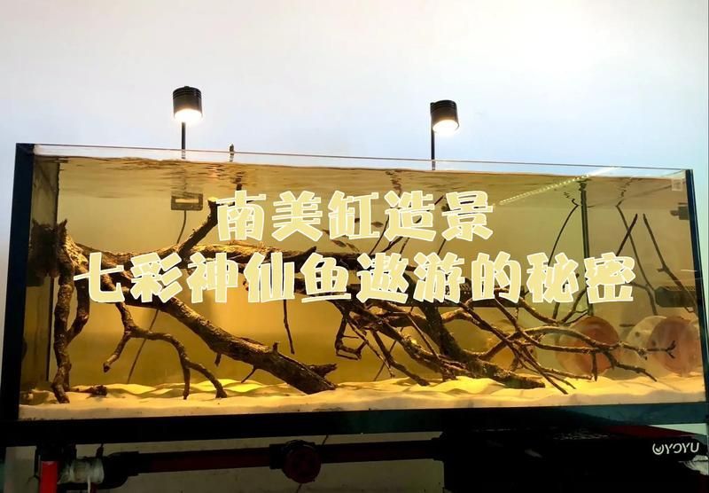 推薦一些神仙魚缸的配置清單，神仙魚缸的配置清單 推薦一些神仙魚缸的配置清單，神仙魚缸的配置清單 龍魚百科 第3張