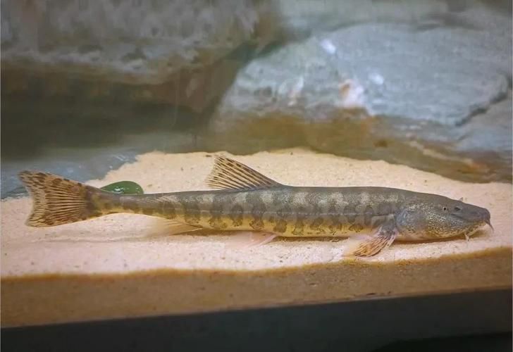 <strong><mark>夏河</mark></strong>龍魚有哪些獨特品種，“<strong><mark>夏河</mark></strong>龍魚”是什么魚？