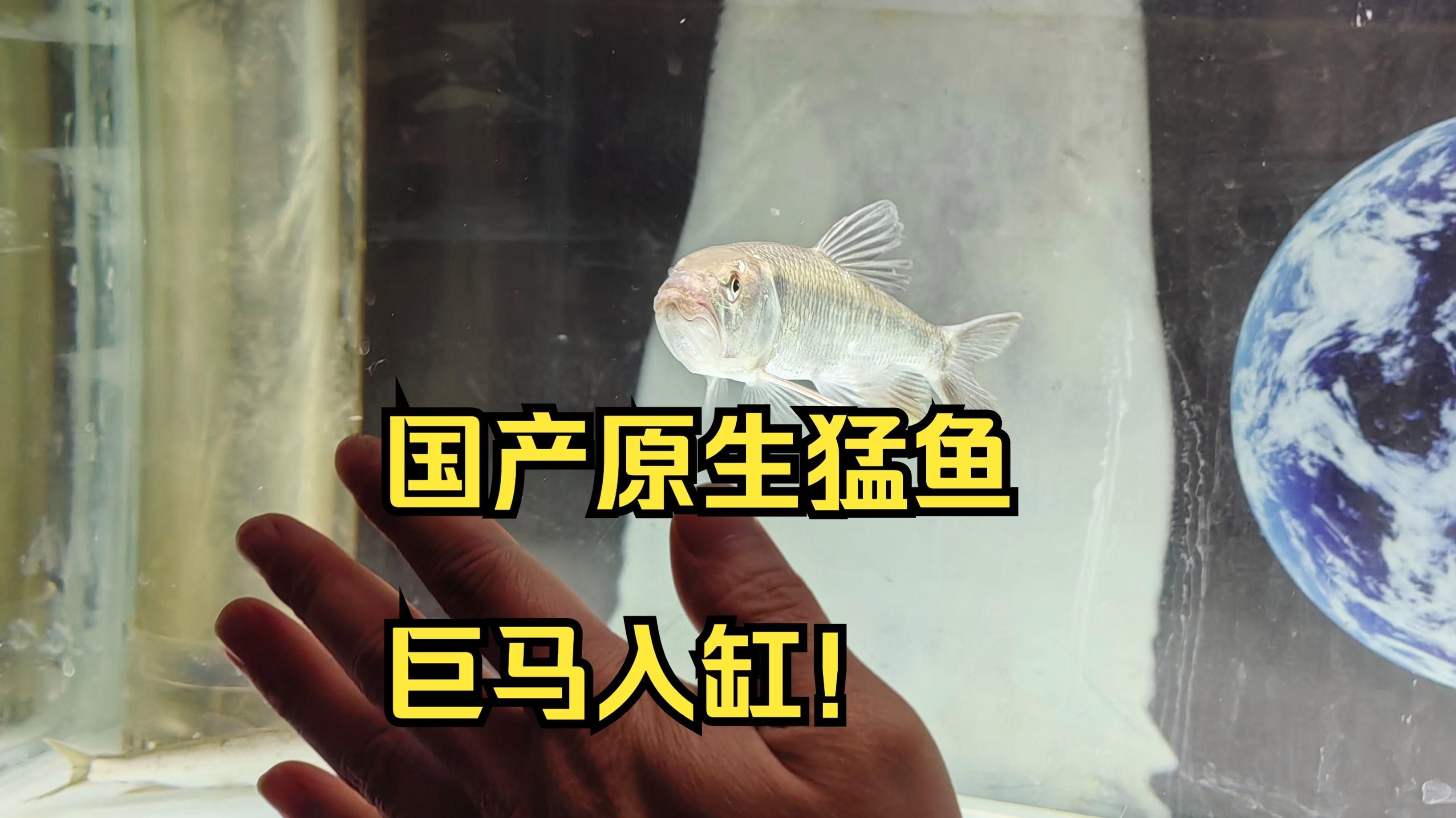 推薦一些適合1.2米魚缸的觀賞魚，1.2米長的魚缸選擇適合的觀賞魚是關鍵