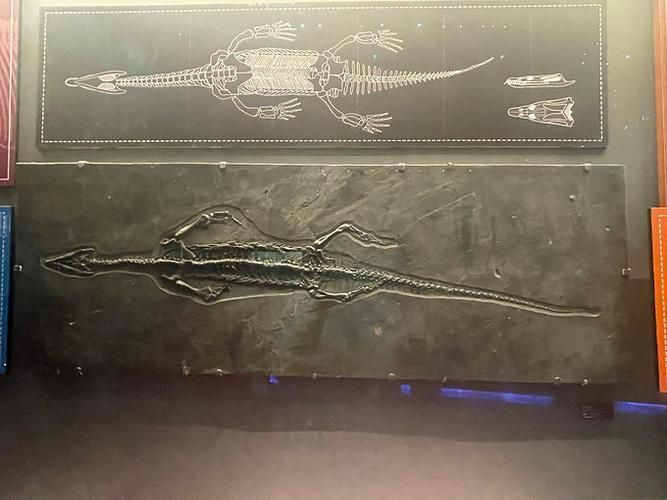 給我一些關于盤縣混魚龍的圖片，盤縣混魚龍與其他三疊紀海生爬行動物的對比表格表格 給我一些關于盤縣混魚龍的圖片，盤縣混魚龍與其他三疊紀海生爬行動物的對比表格表格 龍魚百科 第3張