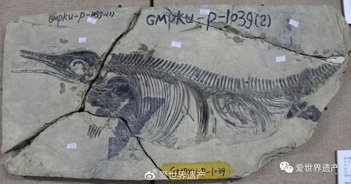 給我一些關于盤縣混魚龍的圖片，盤縣混魚龍與其他三疊紀海生爬行動物的對比表格表格 給我一些關于盤縣混魚龍的圖片，盤縣混魚龍與其他三疊紀海生爬行動物的對比表格表格 龍魚百科 第6張
