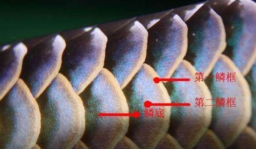 如何辨別真假“鴻福”龍魚產品,國考完成“鴻福”龍魚真偽鑒別真假龍魚真偽鑒別指南 龍魚百科 第13張 如何辨別真假“鴻福”龍魚產品,國考完成“鴻福”龍魚真偽鑒別真假龍魚真偽鑒別指南 如何辨別真假“鴻福”龍魚產品,國考完成“鴻福”龍魚真偽鑒別真假龍魚真偽鑒別指南 龍魚百科 第13張