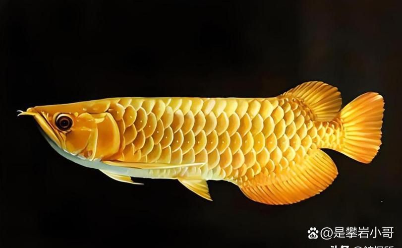 豐澤龍魚的價格范圍是多少，豐澤龍魚價格波動大嗎豐澤龍魚價格波動大嗎 豐澤龍魚的價格范圍是多少，豐澤龍魚價格波動大嗎豐澤龍魚價格波動大嗎 龍魚百科 第3張