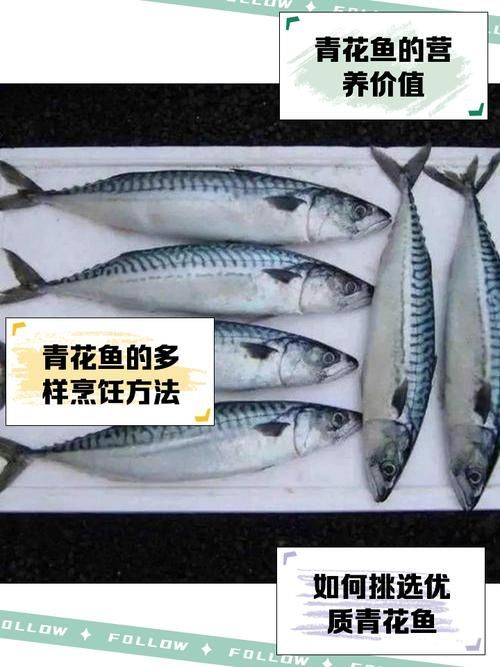 如何為青花龍魚繁殖做準備，青花龍魚繁殖封閉式靜水詳解如何為青花龍魚繁殖做準備