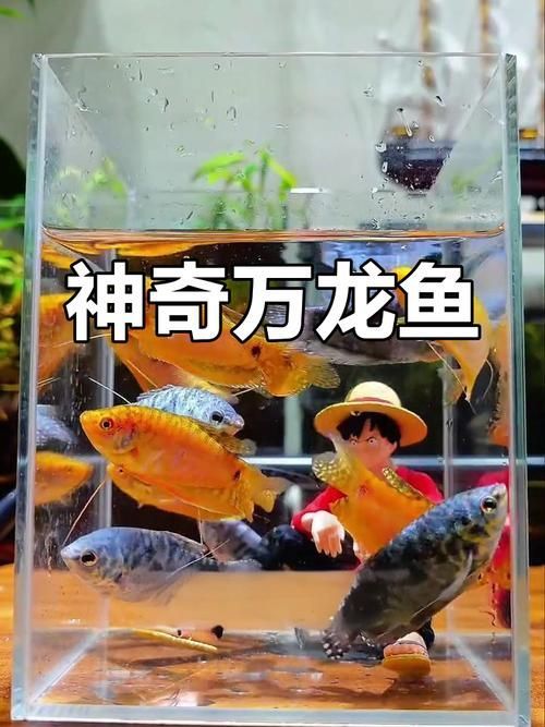 給我一些判斷萬龍魚健康的圖片，萬龍魚的健康狀態是飼養者極為關注的診斷準確性診斷 給我一些判斷萬龍魚健康的圖片，萬龍魚的健康狀態是飼養者極為關注的診斷準確性診斷 龍魚百科 第6張