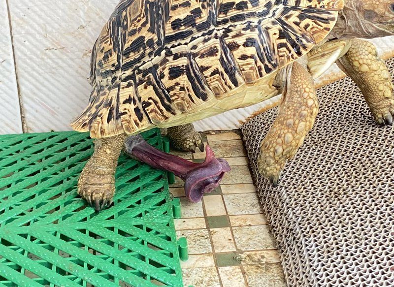 這些稀有品種的飼養難度如何，稀有品種的飼養