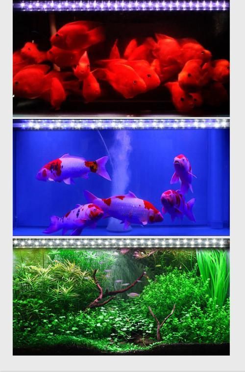 給我推薦幾款適合龍魚的燈管，幾款適合龍魚的燈管推薦 給我推薦幾款適合龍魚的燈管，幾款適合龍魚的燈管推薦 龍魚百科 第16張