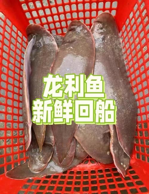 鯧魚和龍利魚哪個更受歡迎，鯧魚和龍利魚哪個更受歡迎鯧魚和龍利魚哪個更受歡迎 鯧魚和龍利魚哪個更受歡迎，鯧魚和龍利魚哪個更受歡迎鯧魚和龍利魚哪個更受歡迎 龍魚百科 第3張