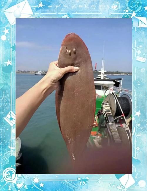 鯧魚和龍利魚哪個更受歡迎，鯧魚和龍利魚哪個更受歡迎鯧魚和龍利魚哪個更受歡迎 鯧魚和龍利魚哪個更受歡迎，鯧魚和龍利魚哪個更受歡迎鯧魚和龍利魚哪個更受歡迎 龍魚百科 第1張