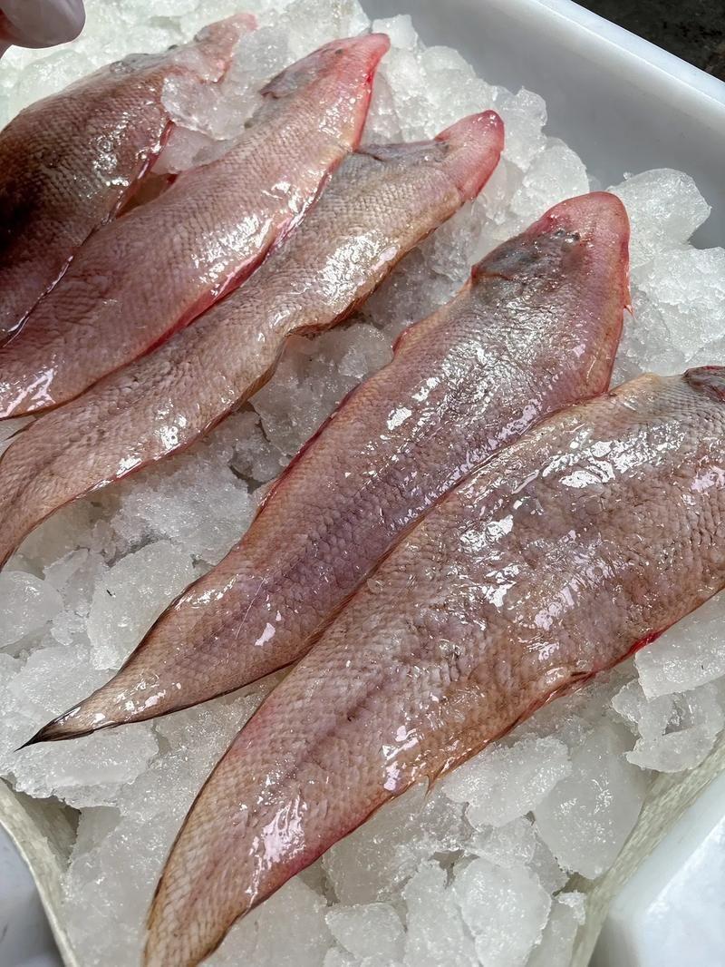 鯧魚和龍利魚哪個更受歡迎，鯧魚和龍利魚哪個更受歡迎鯧魚和龍利魚哪個更受歡迎 鯧魚和龍利魚哪個更受歡迎，鯧魚和龍利魚哪個更受歡迎鯧魚和龍利魚哪個更受歡迎 龍魚百科 第4張