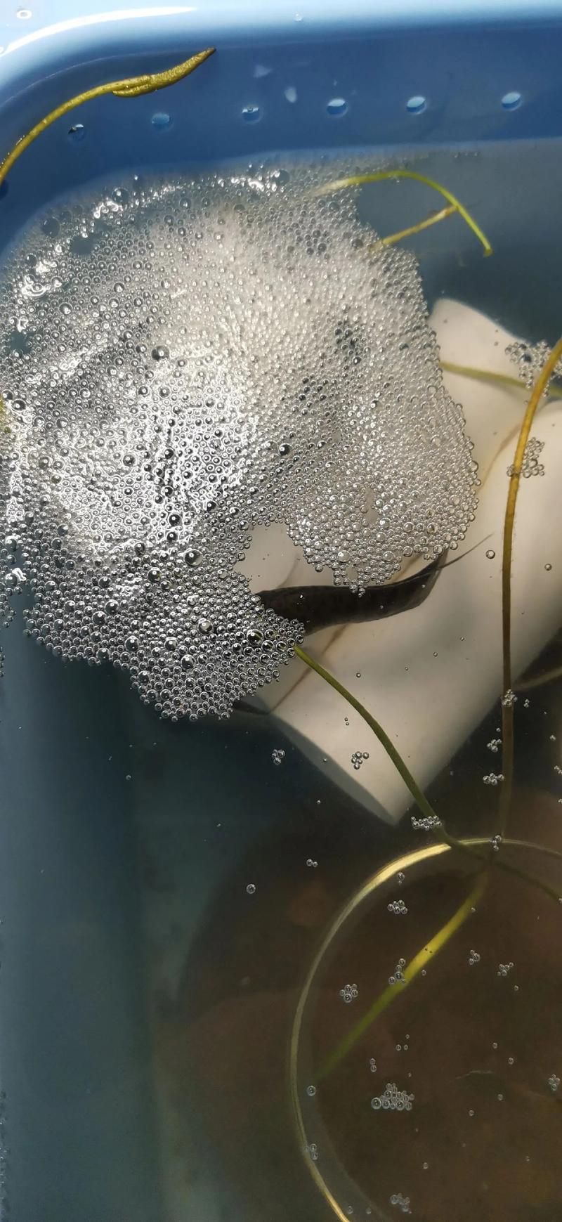 奶龍魚繁殖需要哪些特殊設備，“奶龍魚”繁殖設備需求特殊設備清單與繁殖設備清單