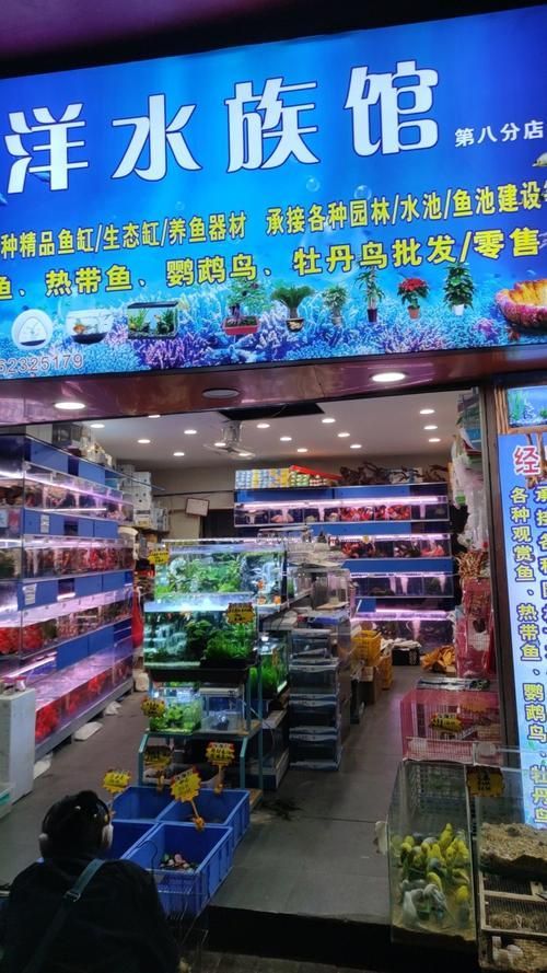 武漢哪里可以買到便宜的龍魚，武漢尋找便宜的龍魚購買指南，武漢龍魚市場價格差異大