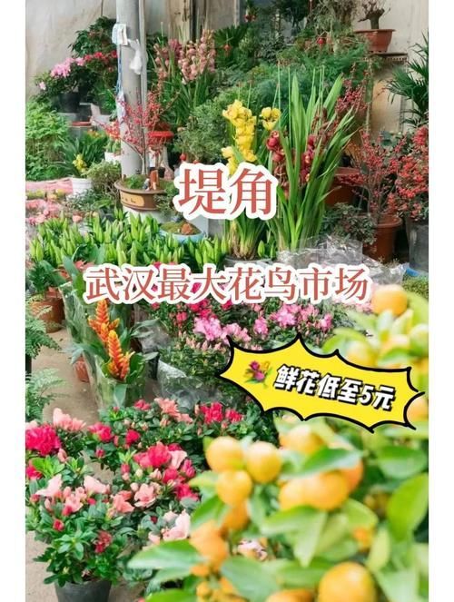 武漢哪里可以買到便宜的龍魚，武漢尋找便宜的龍魚購買指南，武漢龍魚市場價格差異大